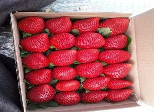 strawberry