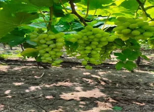 Grape