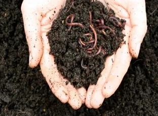 vermicomposting 