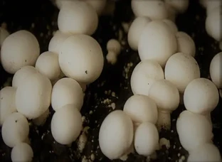 Mushrooms 