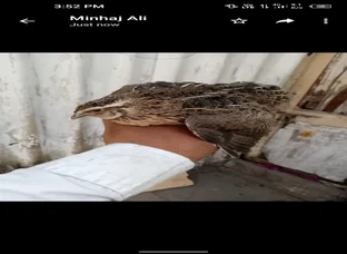 Quails 
