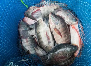Telapiya Fish