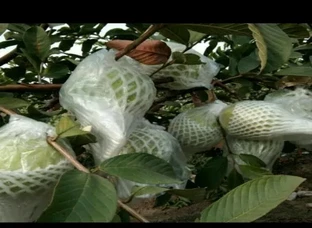 Vnr guava plant