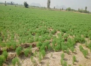 Jeera