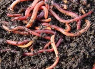 Live earthworm