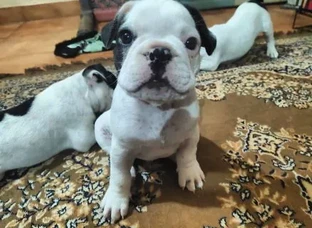 French bulldog puppies