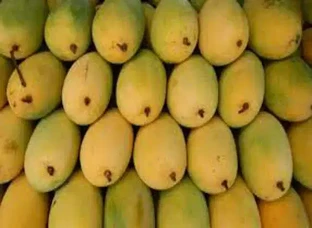 Mangos (raw/ripe)