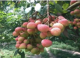 Litchi 