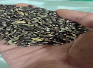 Black wheat
