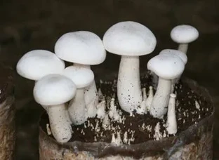 Mashroom