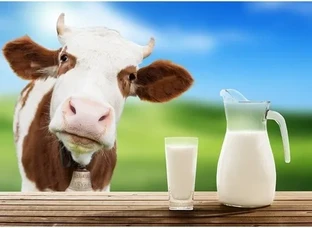 Cow milk