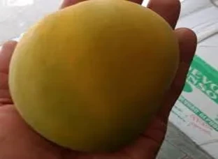Hapus fully organic mango