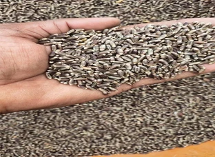 Black wheat
