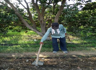 Mango farm