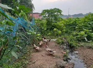Duck