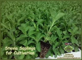 Stevia Saplings