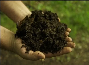 Organic fertilizer