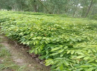 African (sweitenia) Mahogany 