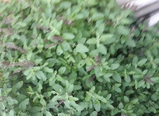 Stevia ,pudina , tulsi, morninga dray leaves