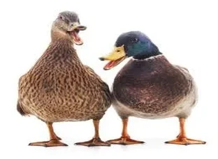 Duck (pair)
