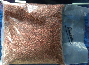 Organic Red Rice