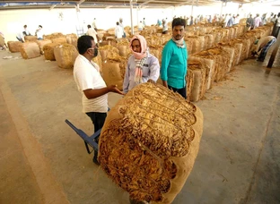 Tobacco