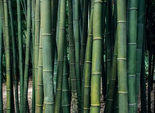 Bamboo