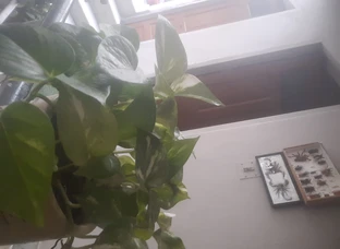 Aloe vera ,tulsi, Kari patta ,plants and in dry leaves