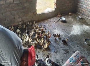 Duck