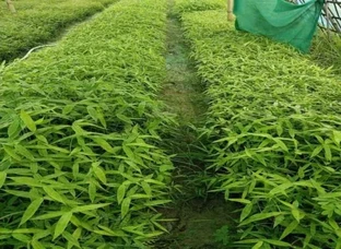 All varieties of Bamboo plants are available