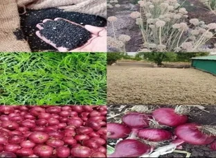 प्याज बीज (कण) के लिये सम्पर्क करे
