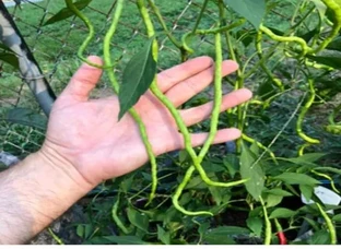 Long chilli seed (1 feet) लम्बी मिर्च का बीज (1 फीट)
