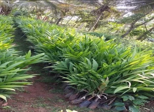 Tiptur tall coconut and assured verity grafted Seedlings available