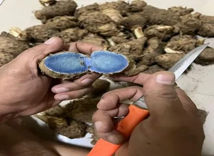 Black Turmeric,Black Ginger