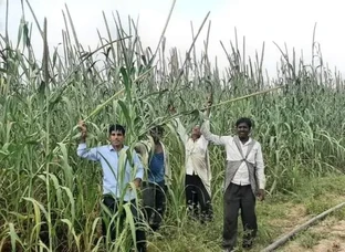 4/5 Feet Long Wali Bajra Seeds Available