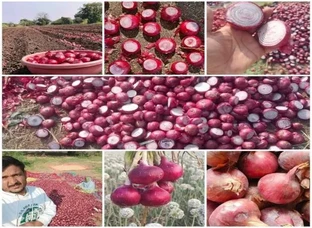 Nashik red onion seeds