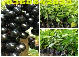 Black jamun plants