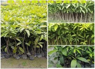 Katiman' banana Mia jacky mango plant
