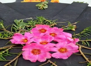 Purtolaca/Purslane/ Cinderella Cutting available