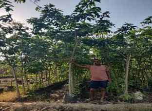 Take Trees From 10 feet to 15 feet in large numbers