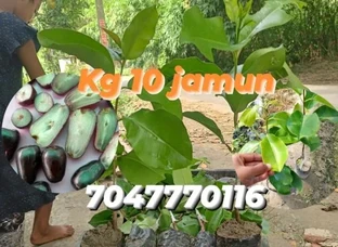 Thailand Variety Jamun Tree