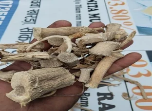 Indrayan roots and fruit chilka available