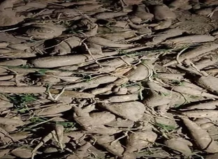 Kantola roots and kundru stem available