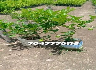 Kolkata Patil Nimbu plant available