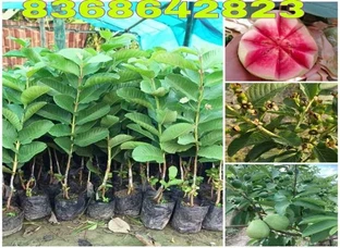 Japanese Red Diamond Guava