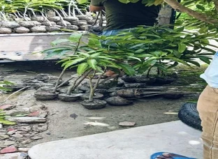Miyazaki mango plant available