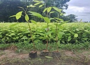 African Mahogany Plants are available