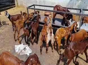 Sojat Breed Goat