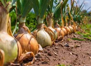 प्याज़ की दमदार फसल पायें और लाख़ों का मुनाफ़ा पाएं | Best Onion Seeds