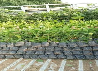 Black Pepper /Piper Nigrum , Dalchini/Cinnamon, Elaichi/Cardamom Plants are Available